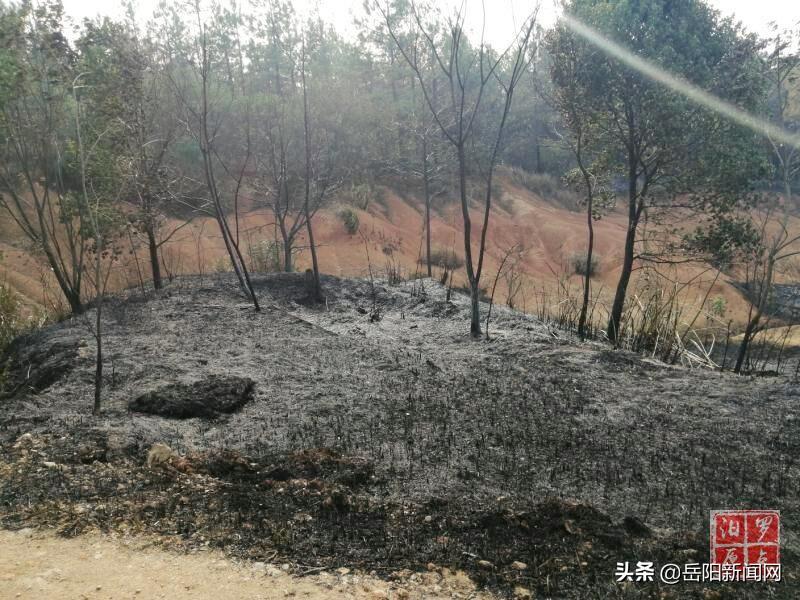 桃林镇天气预报更新通知